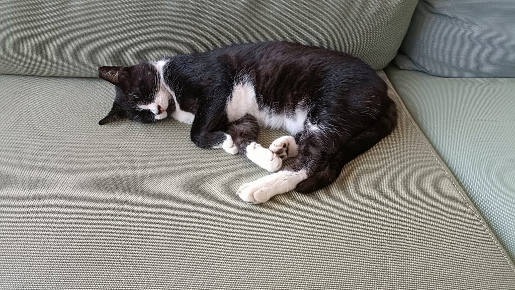 Auch eine Katze war bei der Pressekonferenz dabei.