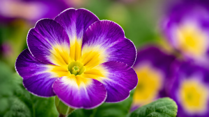 Musikcocktail am 19.04.2026